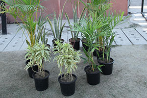 Women's Day Celebration- At Gaur City